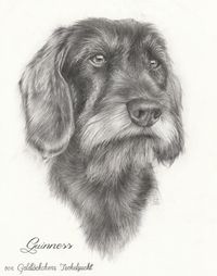 Bleistiftportrait, Hund, Dackel