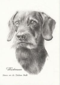Portrait nach Foto - Bleistift Zeichnung Dackel / Hund