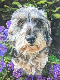 Dackel Pastellzeichnung, Portrait Hund