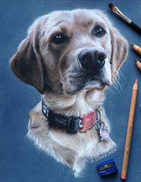 Portrait Tierportrait Hund Bunststift