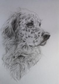 Portrait Hund, Bleistift