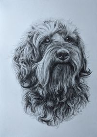 Rauhaardackel, Hundeportrait Bleistift