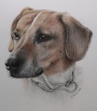 Bunstiftzeichnung Tierportrait Hund (Wunschportrait)