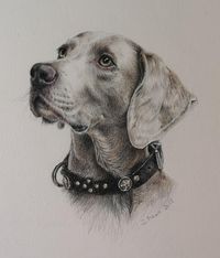 Porträt, Hundeporträt, Weimaraner, Buntstift Zeichnung