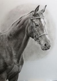 Bleistiftportrait Pferd