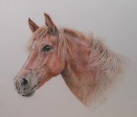 Buntstiftportrait Pferd