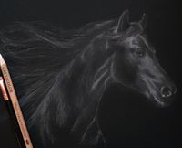 Pferd Wei&szlig;kreide auf schwarzem Karton