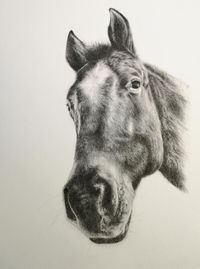 Altes Pferd, Portrait