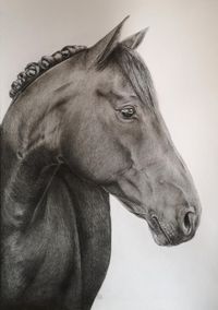 Pferd, Portrait im Profil