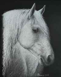 Pferdeportrait, Wei&szlig;kreide schwarzes Papier