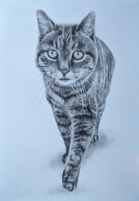 Getigerte Katze, Bleistiftzeichnung