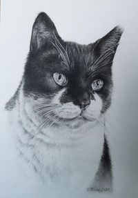 Katzenportrait Bleistift