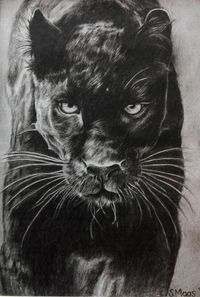 Panther, Kohlezeichnung
