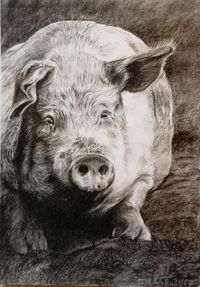 Schwein, Portraitzeichnung