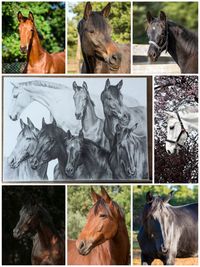 Collage, Pferdeportrait, Zeichnung 7 Pferde